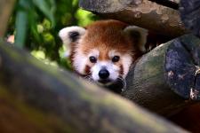Lincoln, a red panda at Zoo Knoxville. Taken from inside the exhibit while we were behind the scenes