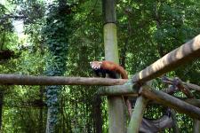 Lincoln, a red panda at Zoo Knoxville. Taken from inside the exhibit while we were behind the scenes