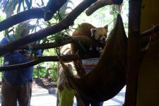 Seeing Willie the red panda at Zoo Knoxville, from inside, while behind the scenes in the red panda exhibit