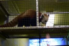 Feeding Willie the red panda at Zoo Knoxville while behind the scenes