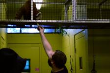 Feeding Willie the red panda at Zoo Knoxville while behind the scenes