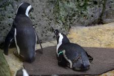 South African penguins at Zoo Knoxville
