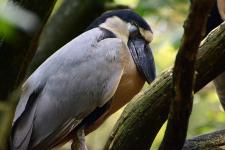 Boat-billed heron at Zoo Knoxville