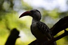 Red-billed hornbill at Zoo Knoxville