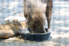 Chacoan Peccary at Zoo Knoxville