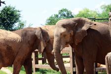African elephants at Zoo Knoxville