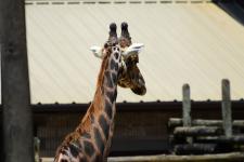A giraffe at Zoo Knoxville