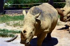 Southern white rhino at Zoo Knoxville