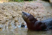 North American river otter at Zoo Knoxville