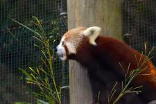 Masala the red panda at Zoo Knoxville