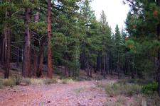 Pine forest in Lake Tahoe