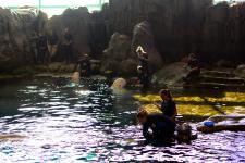 Beluga whales being fed at the Shedd Aquarium