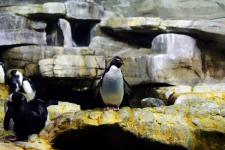 Rockhopper penguins at the Shedd Aquarium