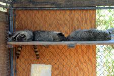Three raccoons sleeping together at Animal Ark in Reno, NV
