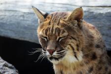 Lynx at Animal Ark in Reno, NV