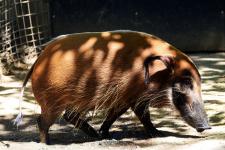 Red river hog at the Oregon Zoo