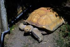 Dozer the African spurred tortoise