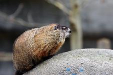 Groundhog(?) at the Detroit Zoo