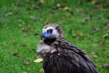 Cinereous vulture at the Detroit Zoo