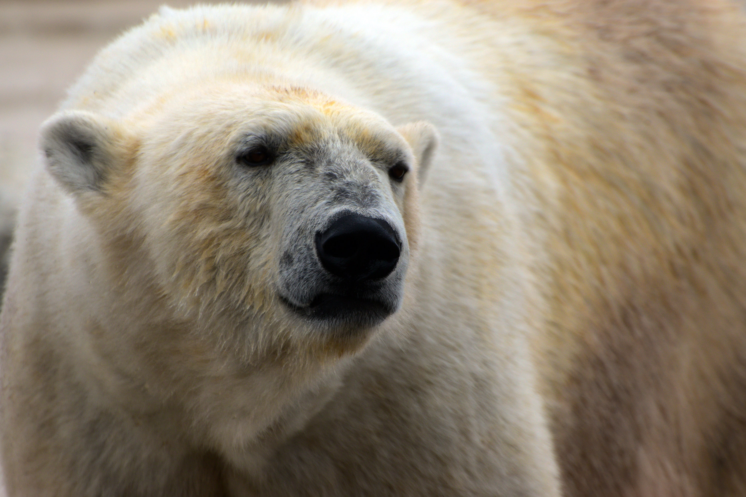 Polar bear at the Detroit Zoo