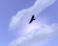 A bird flying around above Uldum